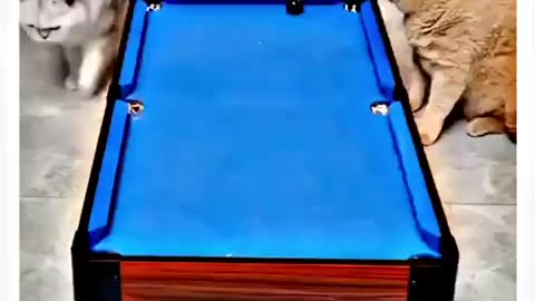 Cats fun with 8pool
