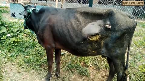 Cow Rescue Story: || See cow dung coming out of cow stomach ||