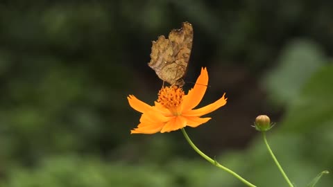 Butterflies Drinking Nectar from Flowers