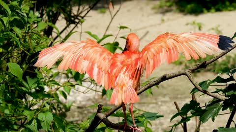 Bird Ibis Red Plumage Wing Feathers Ornithology