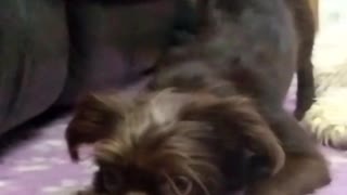 Small brown dog jumps up from pink blanket