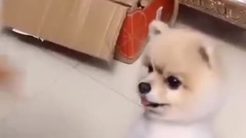 You will laugh at all the DOGS 🤣 Funny DOG Videos this is unfair