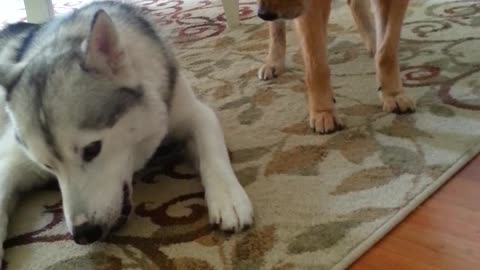 Husky not willing to share