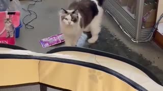 Shop Cat Knows Where to Find the Treats