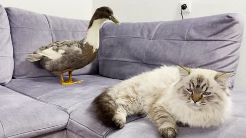 Cat Reaction to Hissing Duck! Funny Cats Videos