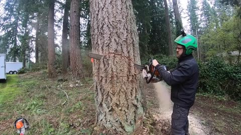 WORLD'S BEST TREE FELLING TUTORIAL!