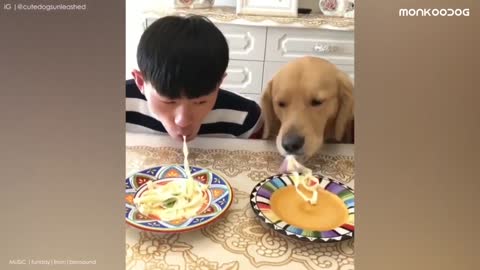 Extremely Funny moments of Dogs Eating food