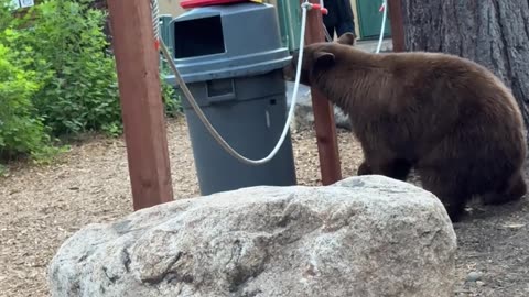 Black Bears Feast on Trash