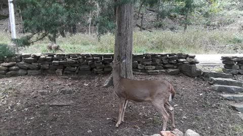 Woman Chats With Her Pet Deer