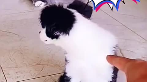 Funny Dogs And Cats Reaction