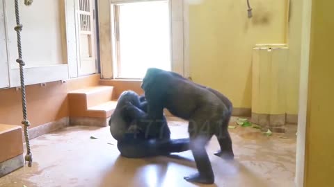 Gorilla fighting