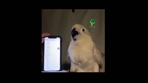 When parrots are models!