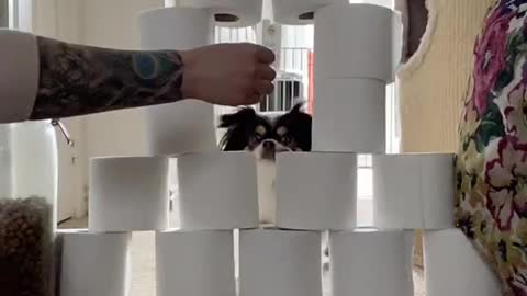 Daisy Jumps Through Toilet Paper Tower