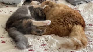 Cats playing on bed!