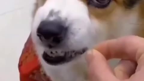 Fake Food to Dog SEE his Reaction