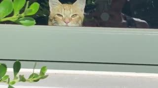 Sneaky Kitty Hides Behind the Windowsill