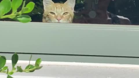 Sneaky Kitty Hides Behind the Windowsill