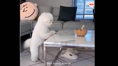 Funny pets & animals videos 2024 😁🥰 Funniest cats🐈 and dogs🐕