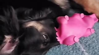 Puppy Finds New Way of Playing With Toy Pig