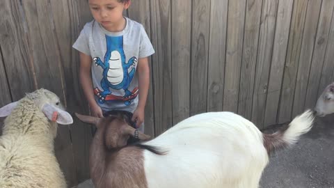 Young Boy Hanging With His Sheep Friends-Must See The Love