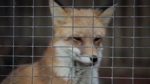 Fox In A Cage at zoo