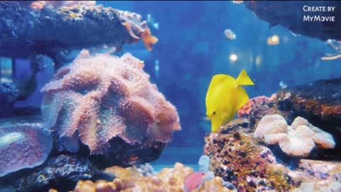 Colourful fish swimming in fresh water 💦