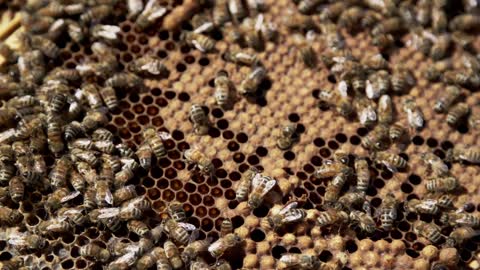 Honey Bees in the Hive - Macro Slow Motion