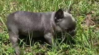 Frenchie Puppy Plays On Grass For The First Time