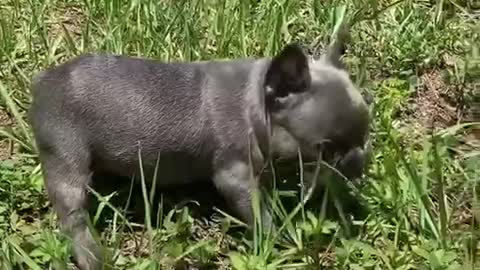 Frenchie Puppy Plays On Grass For The First Time