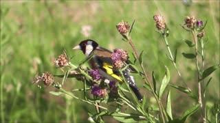 Hungry Bird Eats Flowers Fresh Nectar