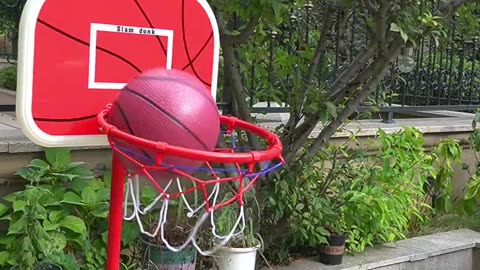 🤣🤣Funny Cat Playing Basketball