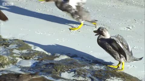 Young Penguin's Narrow Escape and First Swim | BBC Earth