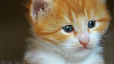 vecteezy_white-persian-cat