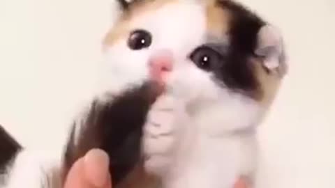 sweet little funny cat