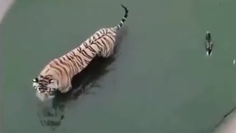 Smart Duck | Watch a Duck is teasing a Tiger