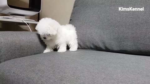 Puppy play time teacup bichon fries Teacup puppies