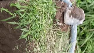 draining water from dug holes