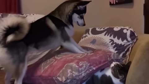 Funny cat and dog