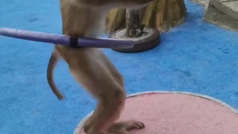 Monkey funny video