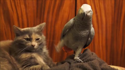 Parrot annoys cat