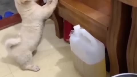 Funny cat and dog