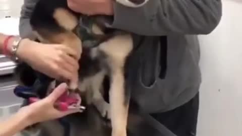 HILARIOUS SCREAMING DOG