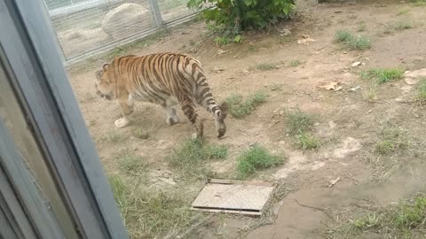The tiger almost bit me