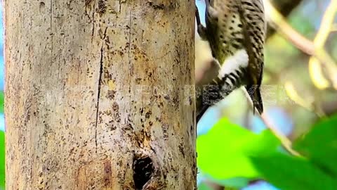 Relaxing Wooden Pecker Pecking on Tree Sound - Hassan Ali