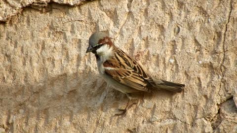 Gorrión común (Passer domesticus) House Sparrow 4K
