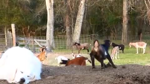 Baby Goats Jumping On Sleeping Great Pyrenees