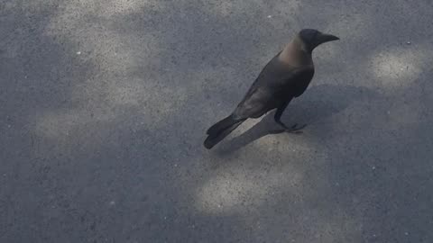 Crow near office entrance