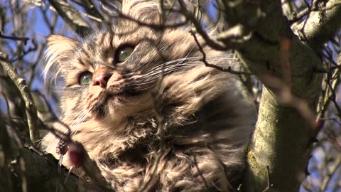 Tabby Cat in a Tree in 4k😼🐈💥