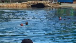 Protesters Disrupt Dolphin Show
