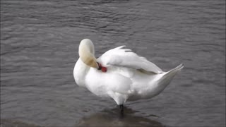 White duck clean up in lake